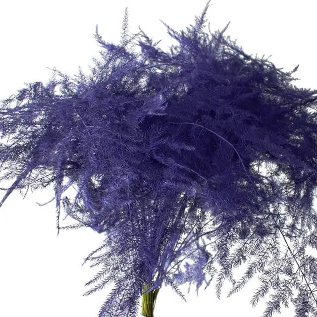 Asparagus Plumosa Painted - 50 Stem Bunch
