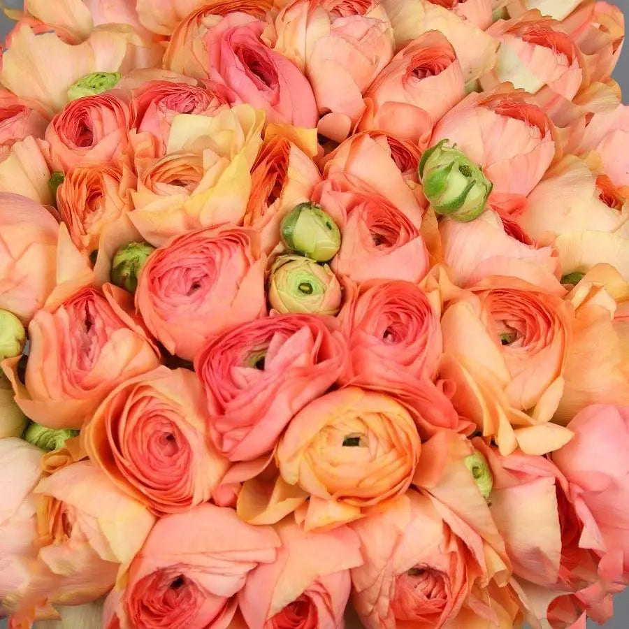 Ranunculus Cloony Grand Pastel 40cm - 50 Stem Bunch Holex Dutch