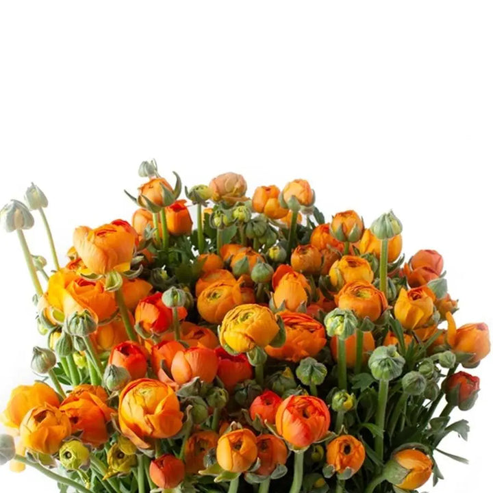 Ranunculus Orange Holex Dutch