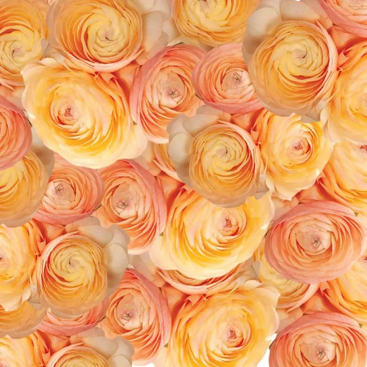 Ranunculus Elegance Salmon Holex Dutch