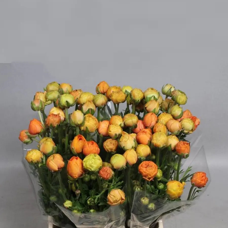 Ranunculus Elegance Salmon Holex Dutch