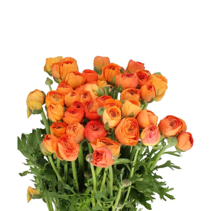 Ranunculus Elegance Salmon Holex Dutch