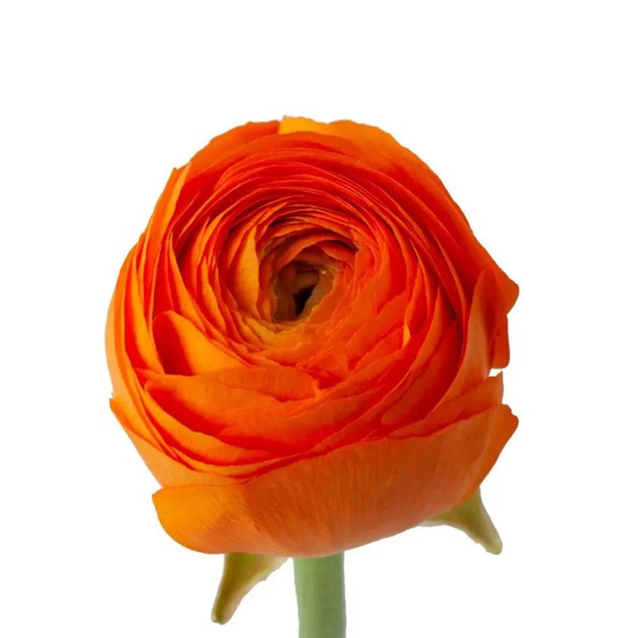 Ranunculus Orange Holex Dutch
