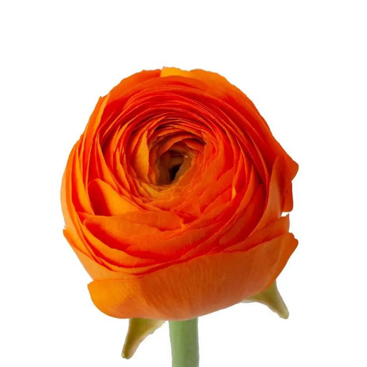 Ranunculus Orange Holex Dutch