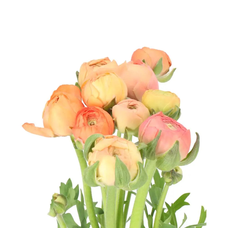 Ranunculus Elegance Salmon Holex Dutch
