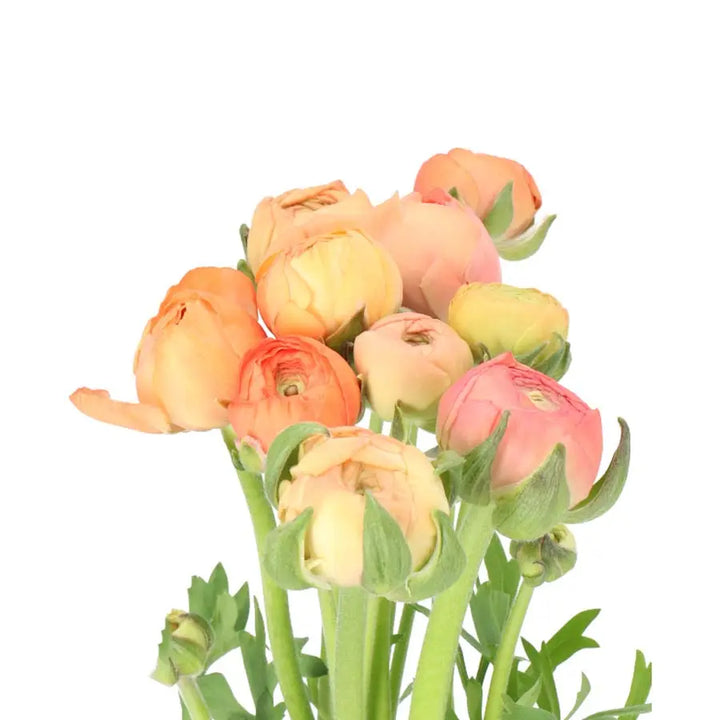 Ranunculus Elegance Salmon Holex Dutch