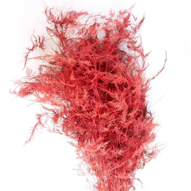 Asparagus Plumosa Painted - 50 Stem Bunch