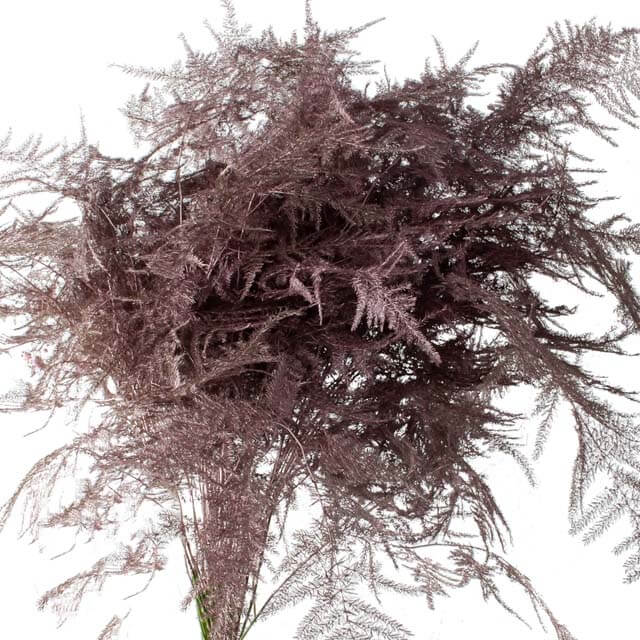 Asparagus Plumosa Painted - 50 Stem Bunch