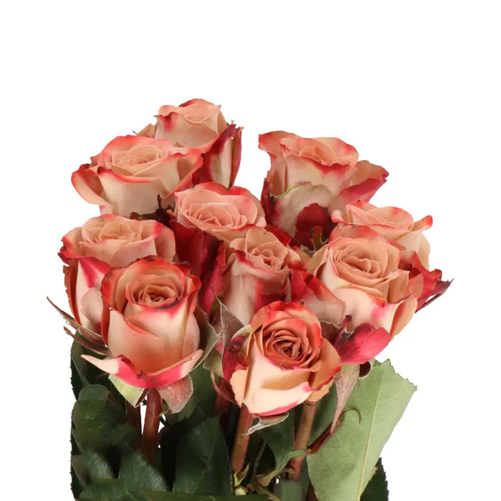 Rose Cappuccino Holex Dutch