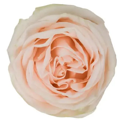 Soft White and Peach PetalKit PetalDrivenCom