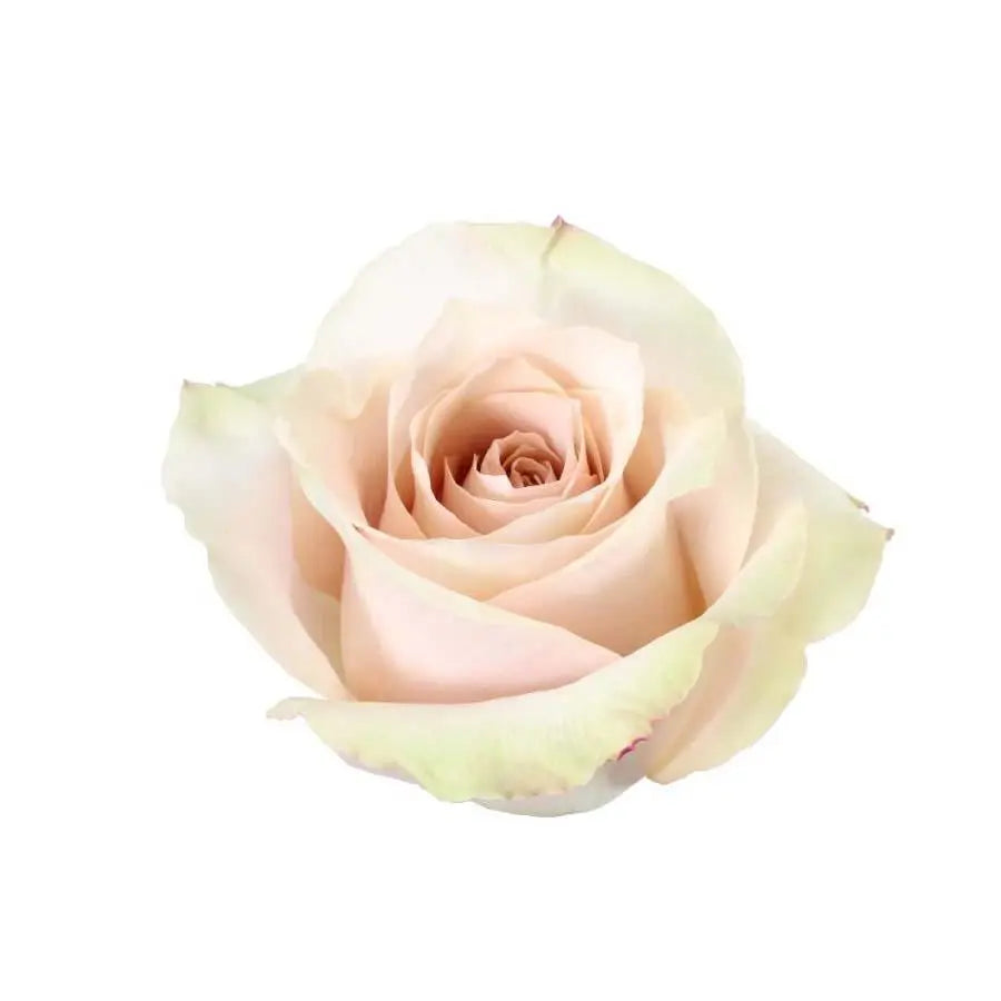 Rose Quicksand