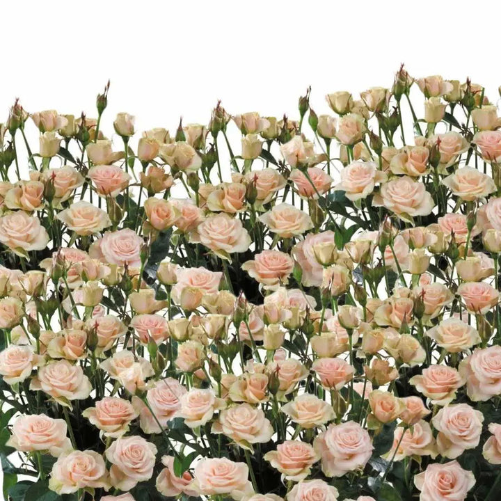 Spray Rose Jelena - 10 Stem Bunch