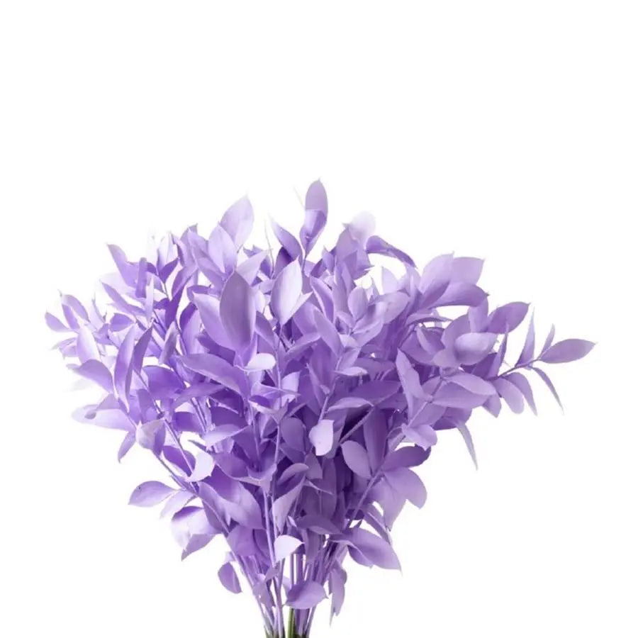 Ruscus Painted - 50 Stem Bunch