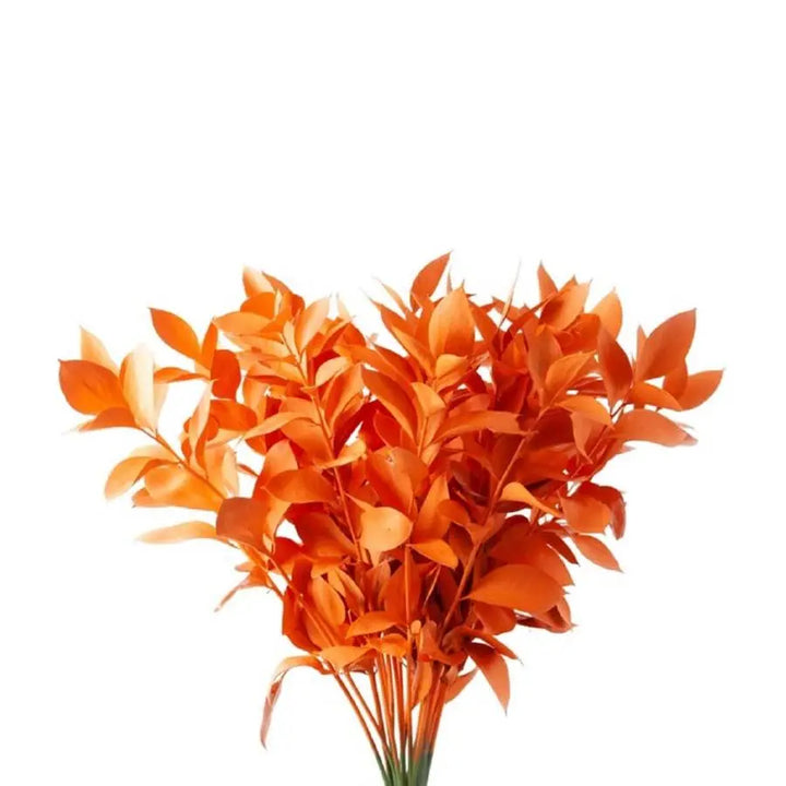 Ruscus Painted - 50 Stem Bunch