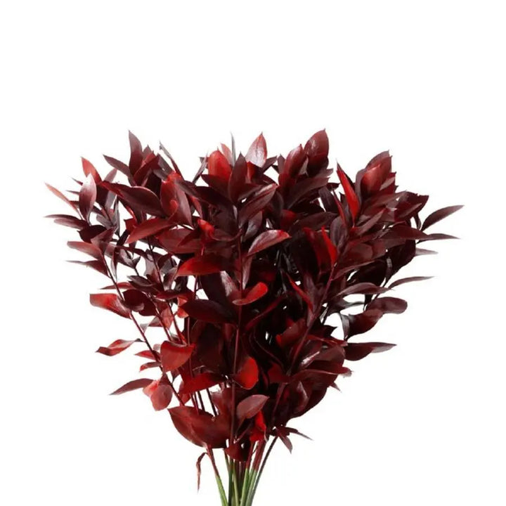 Ruscus Painted - 50 Stem Bunch
