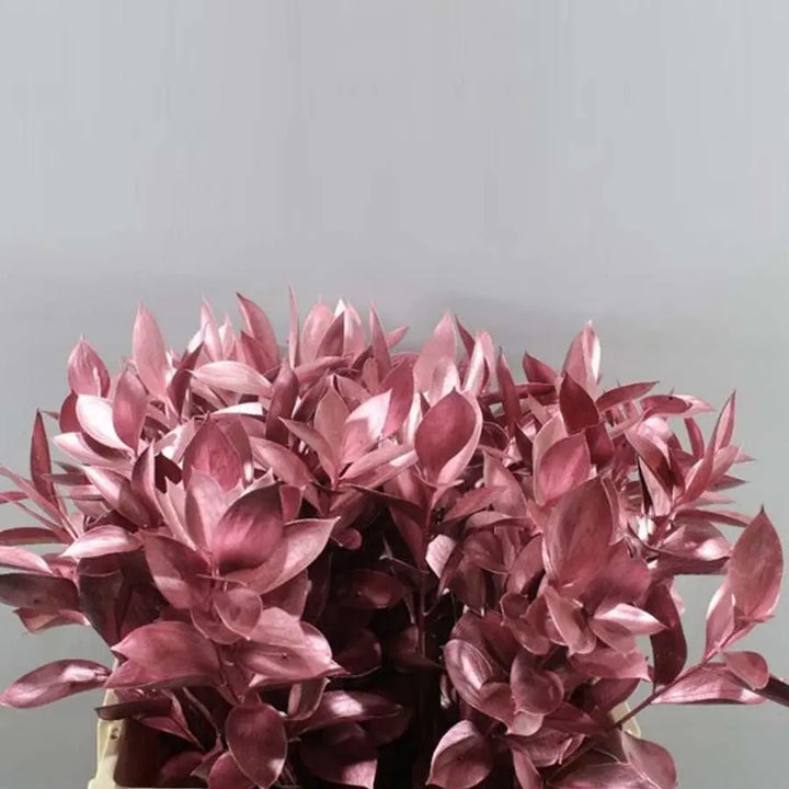 Ruscus Painted - 50 Stem Bunch