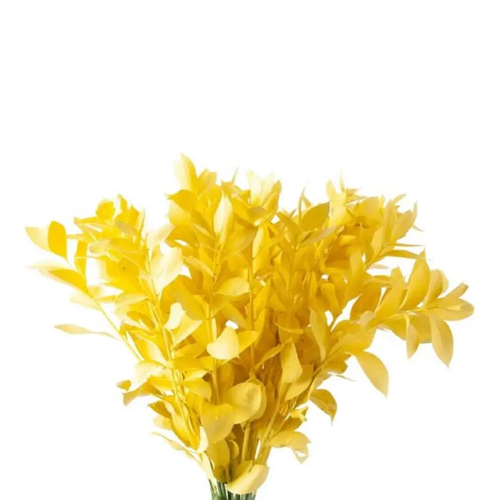 Ruscus Painted - 50 Stem Bunch