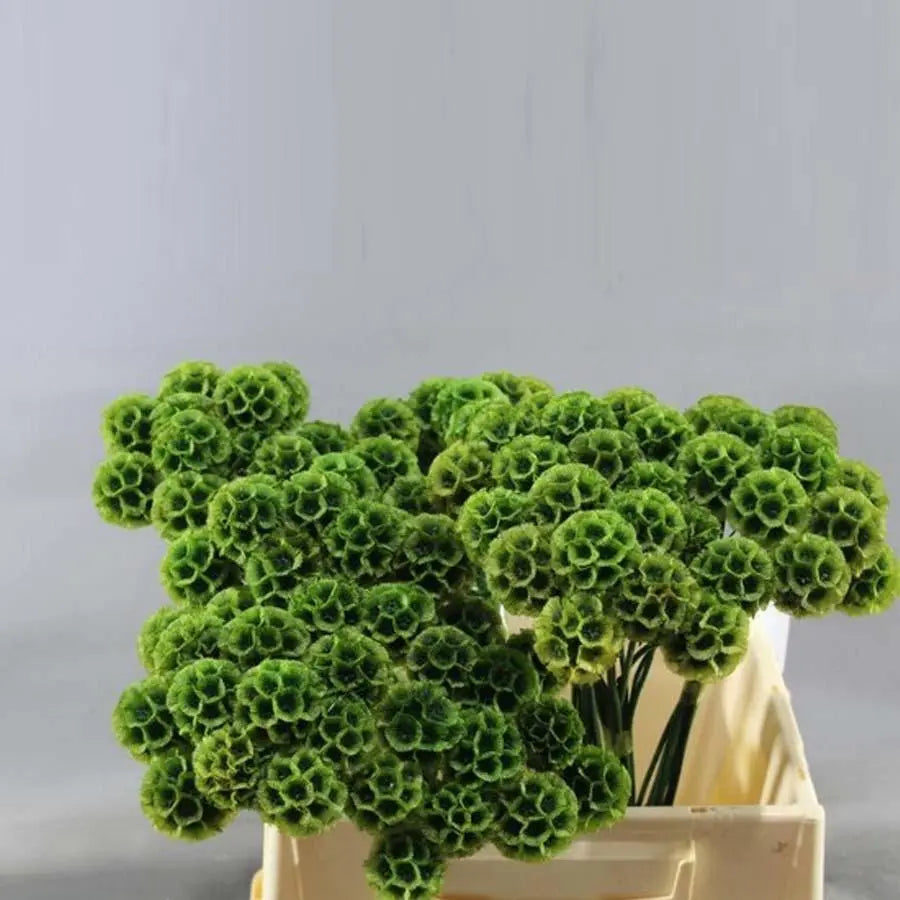 Scabiosa Stellata Preserved Pink - 50 Stem Bunch