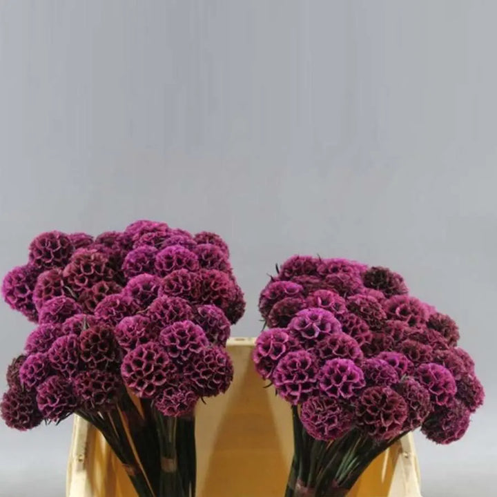 Scabiosa Stellata Preserved  - 50 Stem Bunch