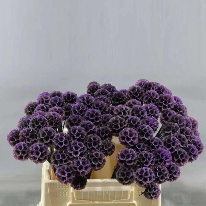 Scabiosa Stellata Preserved Lavender - 50 Stem Bunch