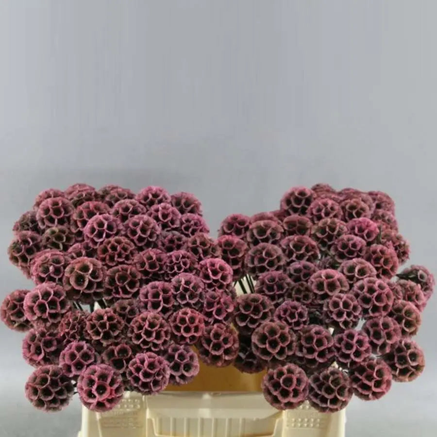 Scabiosa Stellata Preserved  - 50 Stem Bunch Holex Dutch
