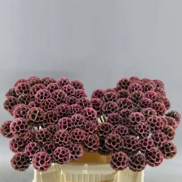 Scabiosa Stellata Preserved  - 50 Stem Bunch Holex Dutch