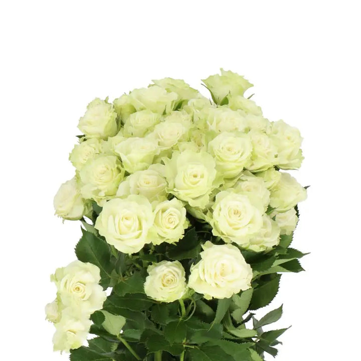 Spray Rose Green Glow - 20 Stem Bunch Holex Dutch