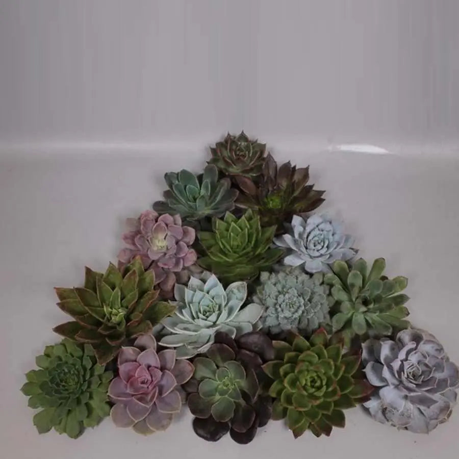 Succulent Assorted