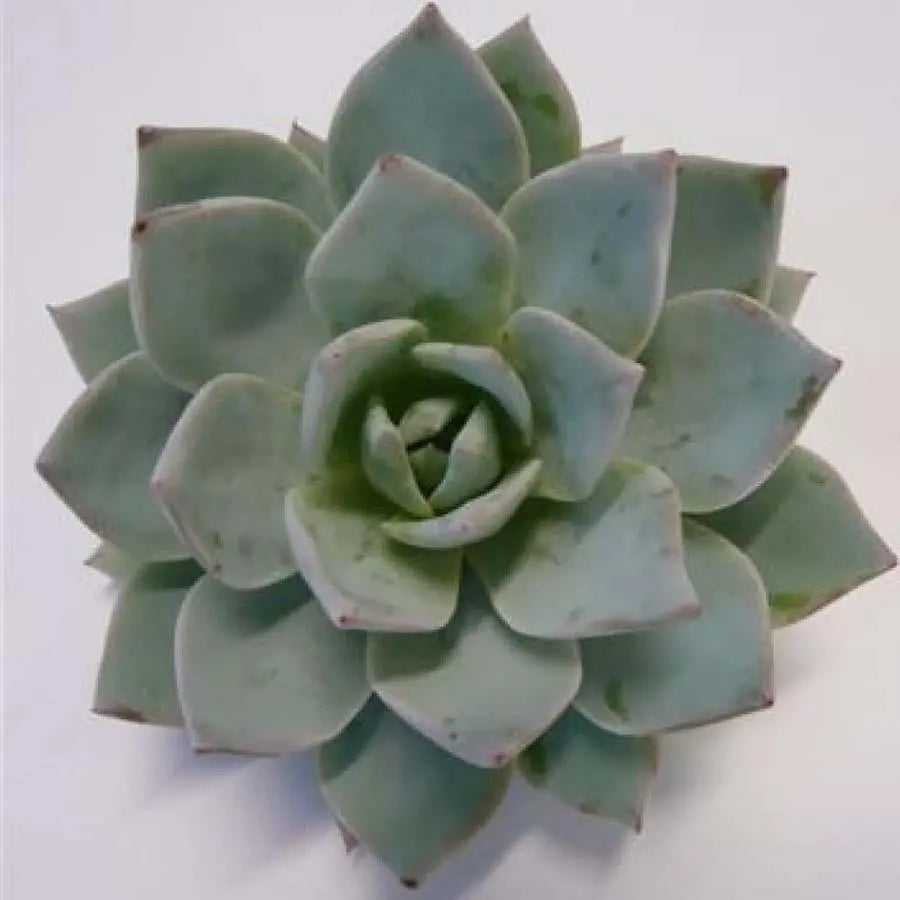 Succulent Blue Star