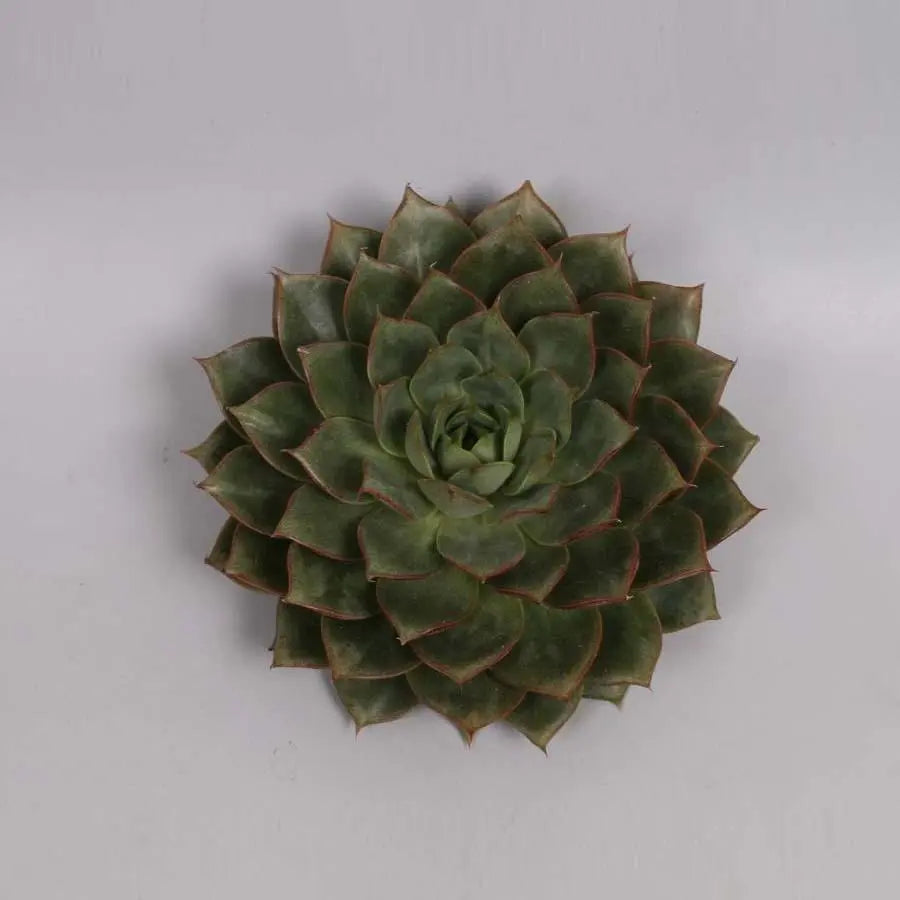 Succulent Parva