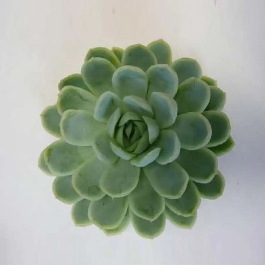 Succulent Zonnestraal