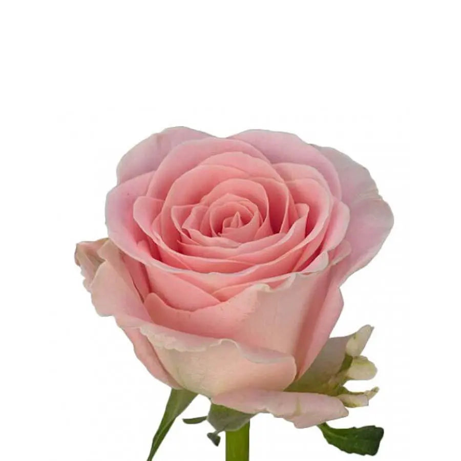 Sweetheart Rose Babyface - 20 Stem Bunch