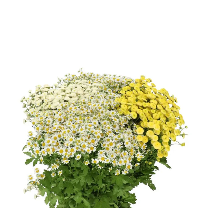 Tanacetum Assorted - 100 Stems Holex Dutch