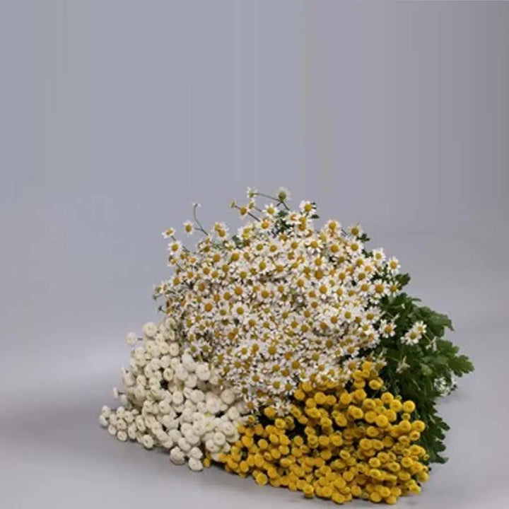 Tanacetum Assorted - 100 Stems Holex Dutch