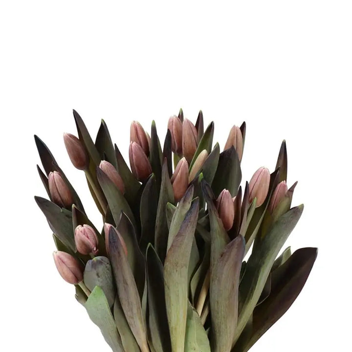 Tulip Painted Brownies - 50 Stem Bunch Holex Dutch