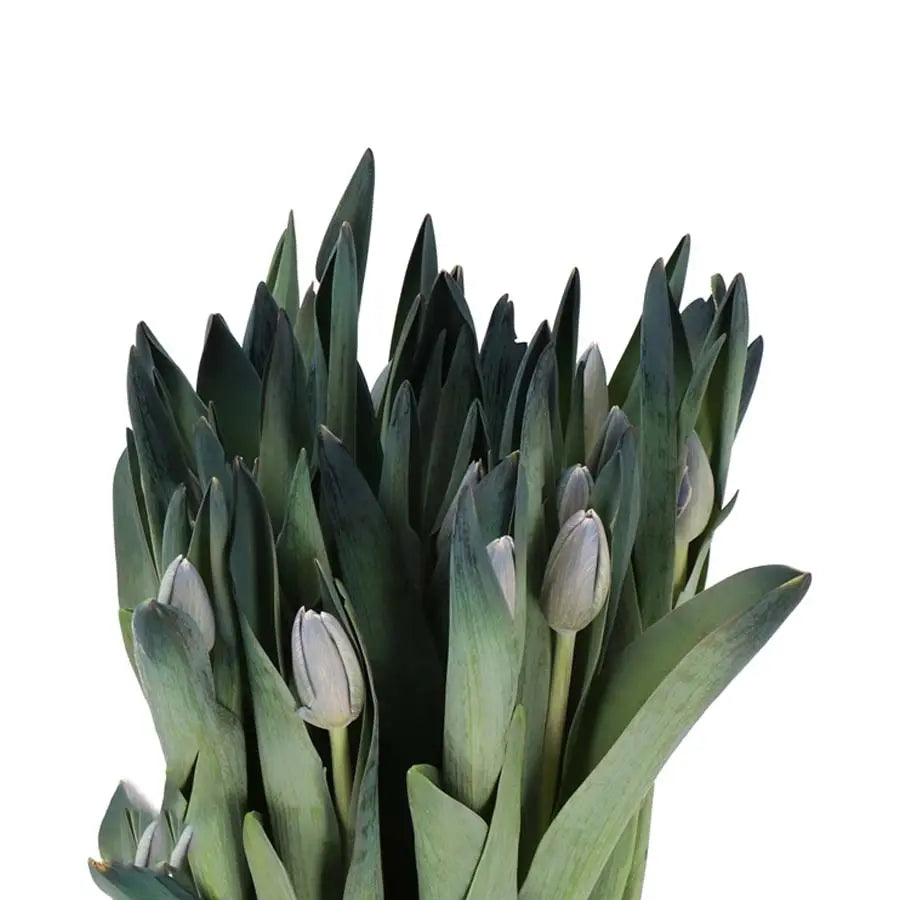 Tulip Painted Shades of Grey -  50 Stem Bunch Holex Dutch