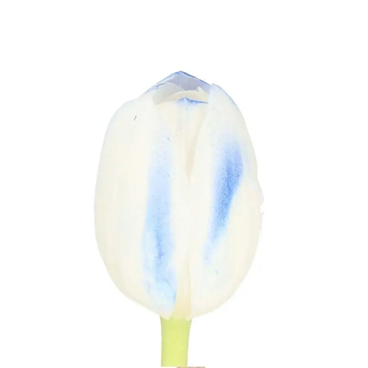 Tulip Painted Frost Blue - 50 Stem Bunch