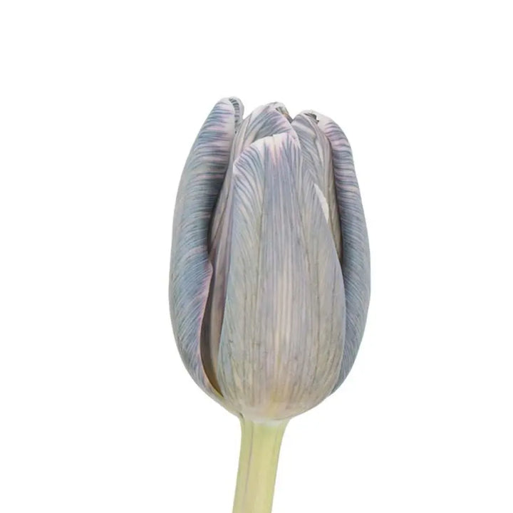 Tulip Painted Shades of Grey -  50 Stem Bunch
