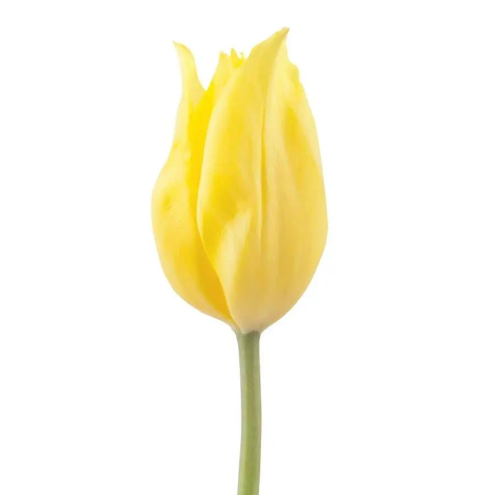 Tulip Strong Gold - 50 Stem Bunch