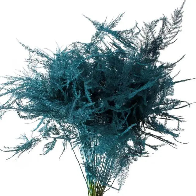 Asparagus Plumosa Painted - 50 Stem Bunch