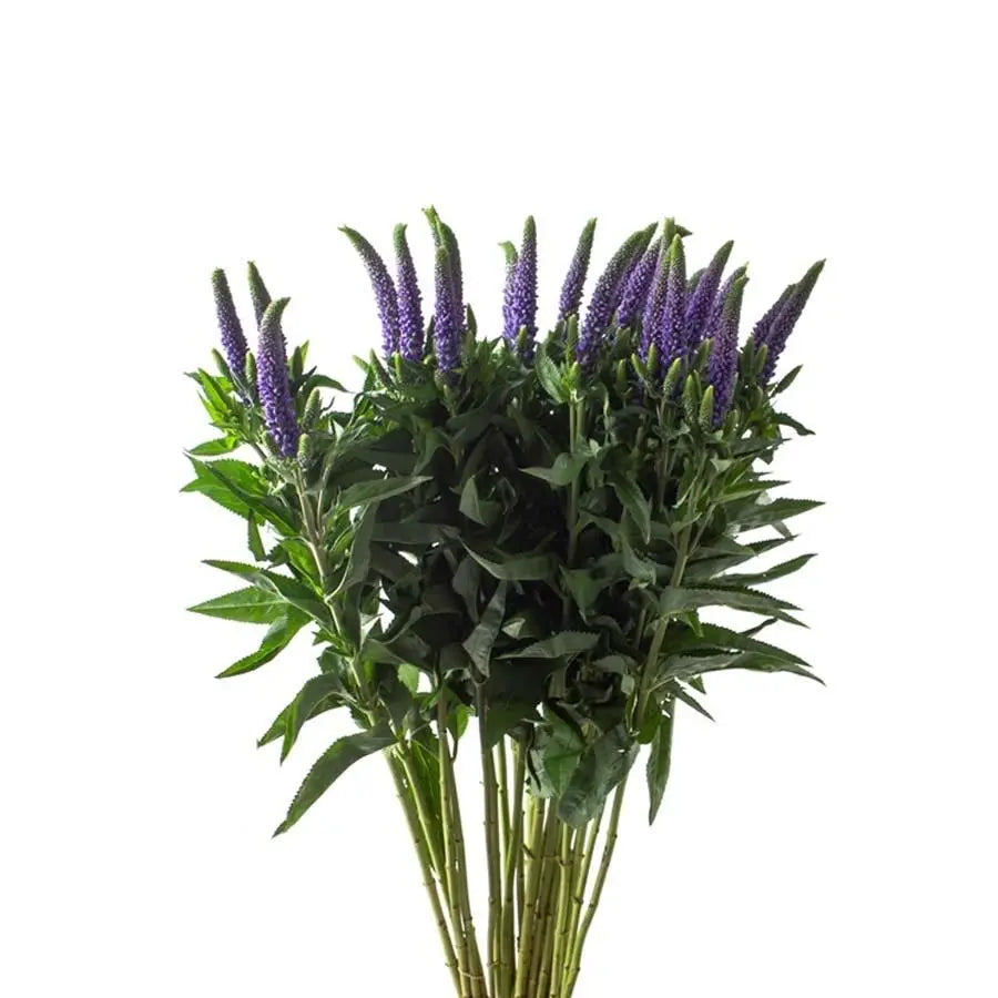 Veronica Clea Diana - 25 Stem Bunch