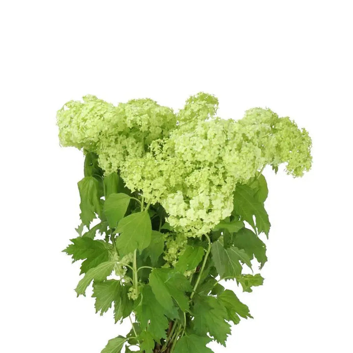 Viburnum Roseum - 10 Stem Bunch