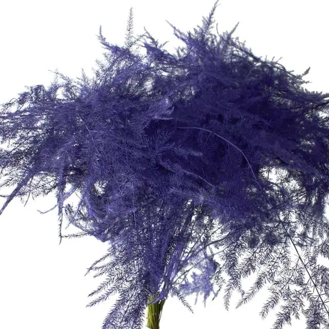 Asparagus Plumosa Painted - 50 Stem Bunch