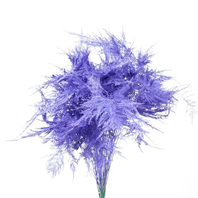 Asparagus Plumosa Painted - 50 Stem Bunch