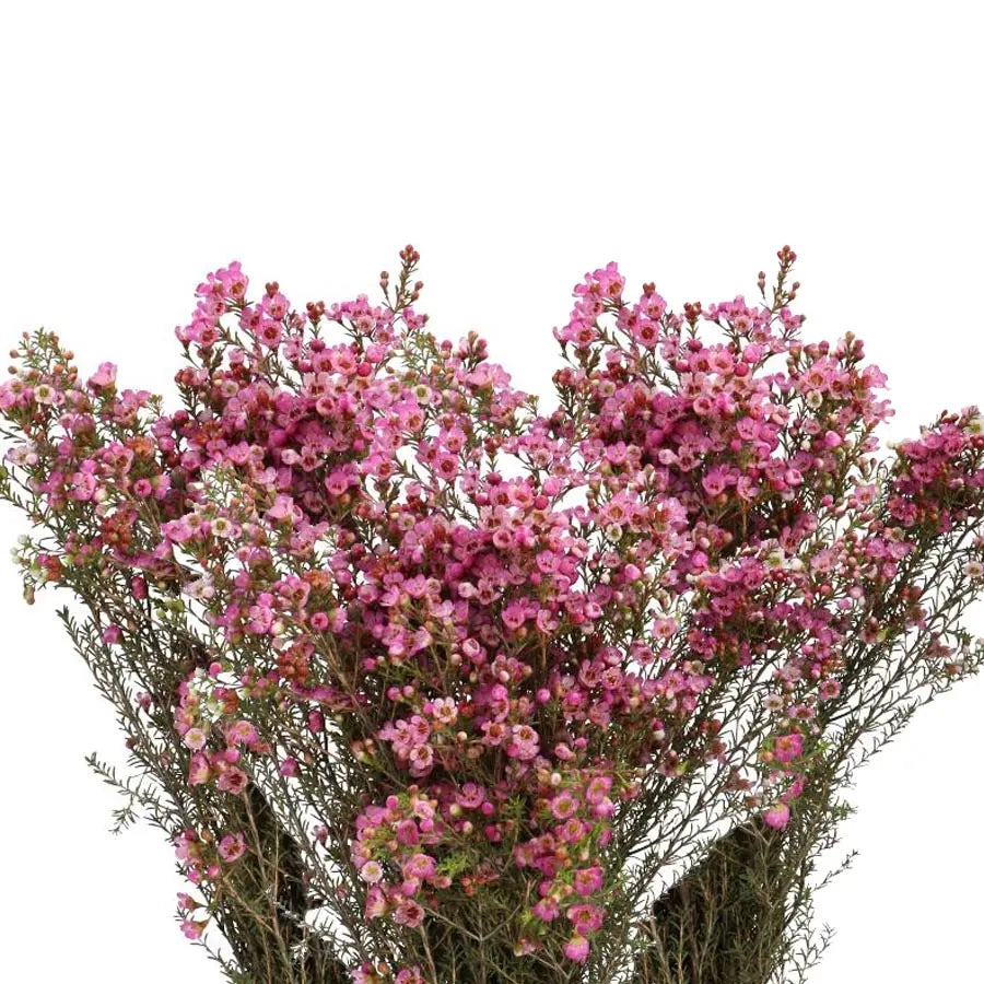 Waxflower Adi - 25 Stem Bunch Holex Dutch