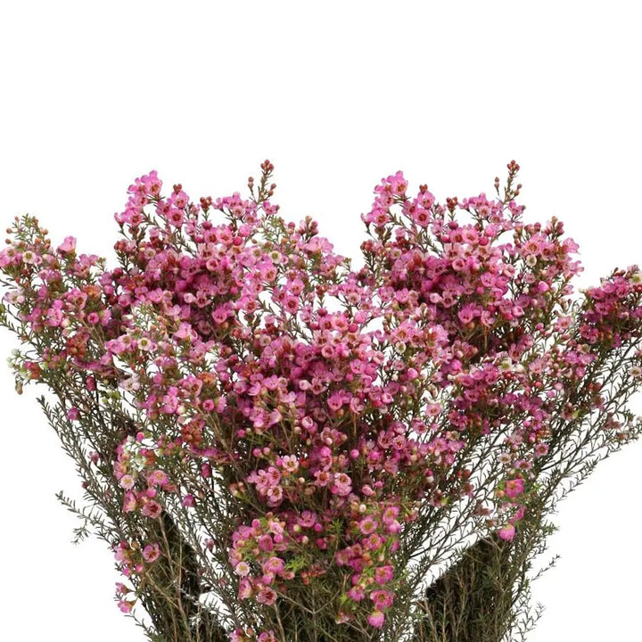 Waxflower Adi - 25 Stem Bunch Holex Dutch