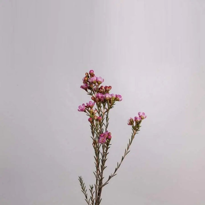 Waxflower Adi - 25 Stem Bunch