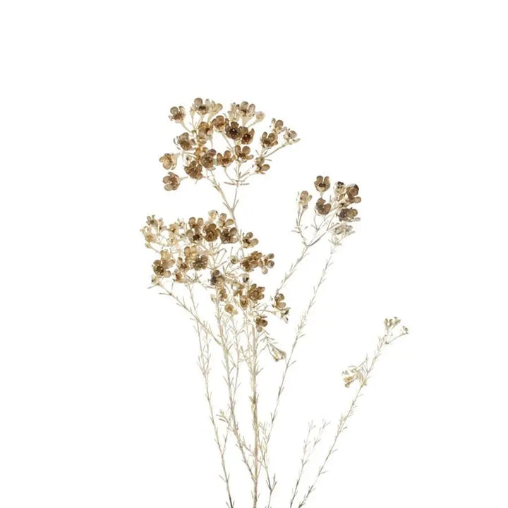 Waxflower Gold Glitter - 25 Stem Bunch