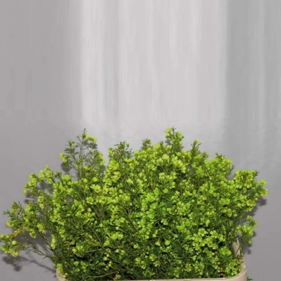 Waxflower Painted - 25 Stem Bunch