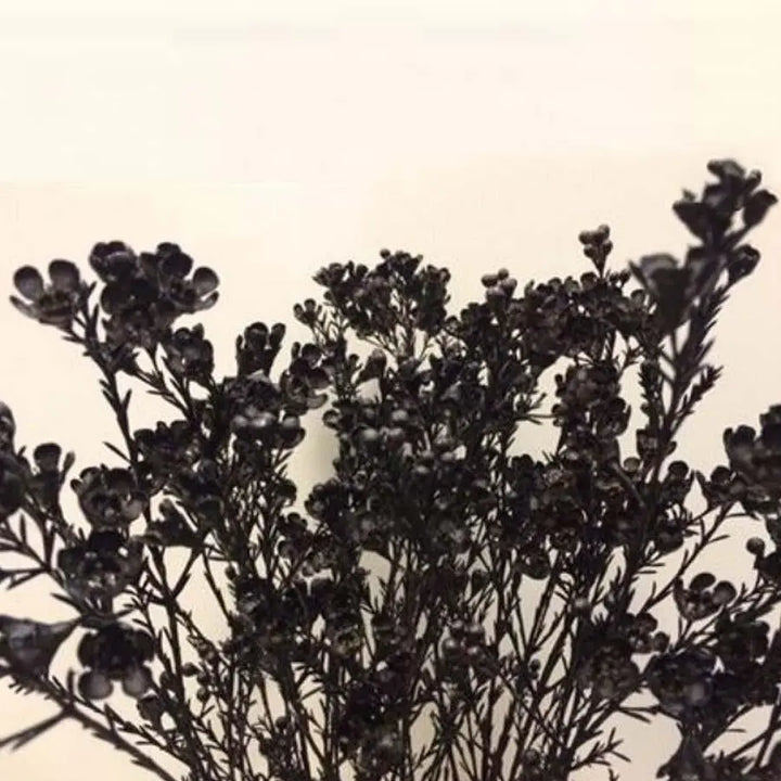 Waxflower Painted - 25 Stem Bunch